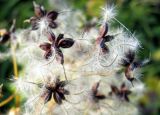 Clematis recta