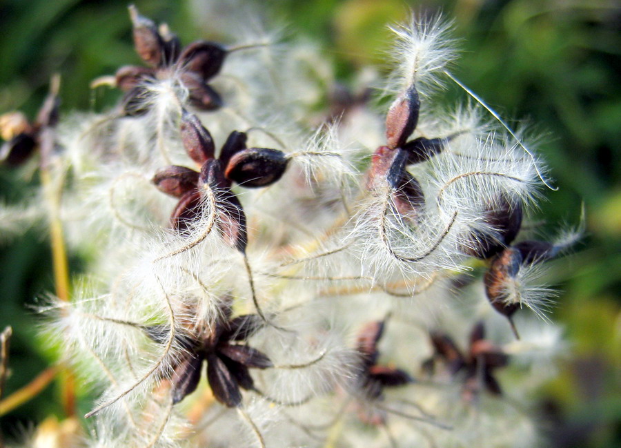 Image of Clematis recta specimen.