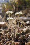 Sedum alberti. Цветущие растения. Южный Казахстан, Верхний Боролдай, ущ. Карасай, восточный гребень. 05.07.2011.
