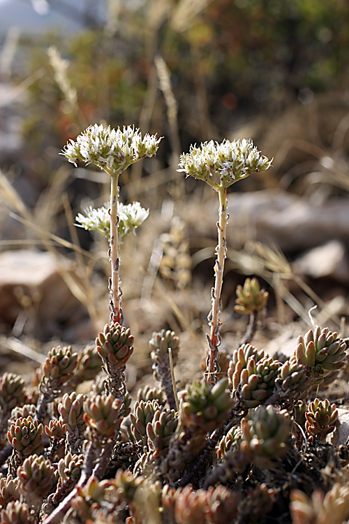 Image of Sedum alberti specimen.