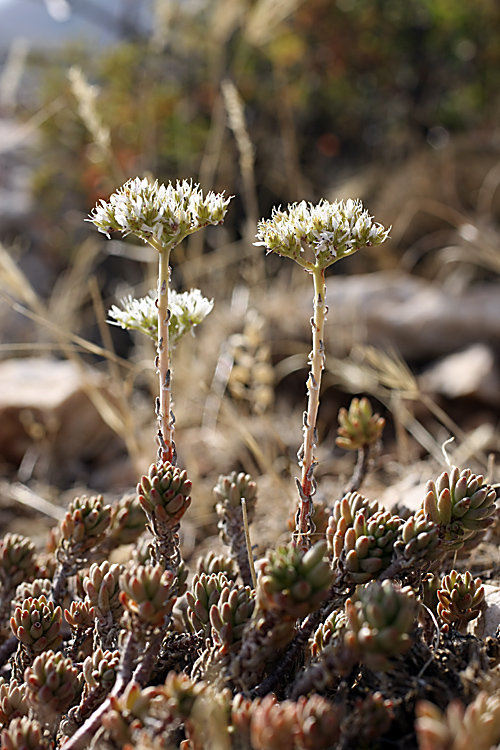 Изображение особи Sedum alberti.