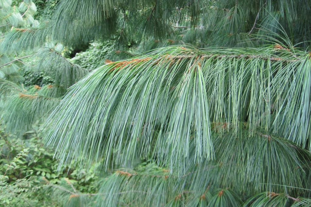 Image of Pinus wallichiana specimen.