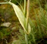 Galagania platypoda. Часть побега с основанием листа. Туркменистан, Копетдаг, Чули. Май 2011 г.