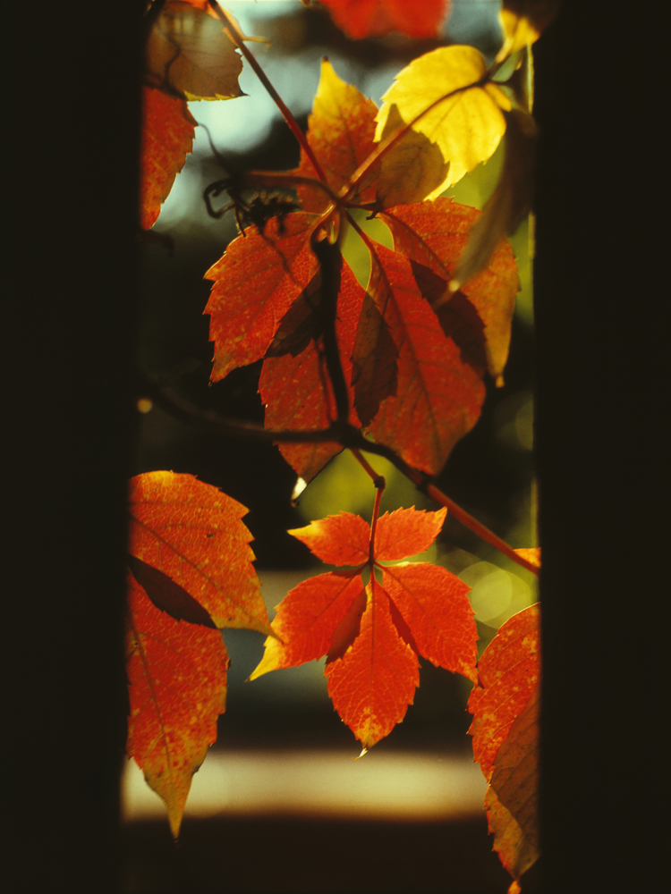 Image of Parthenocissus quinquefolia specimen.