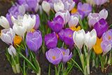 Crocus vernus