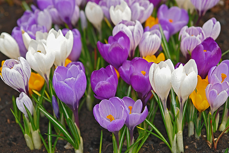 Изображение особи Crocus vernus.