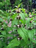 Lamium barbatum