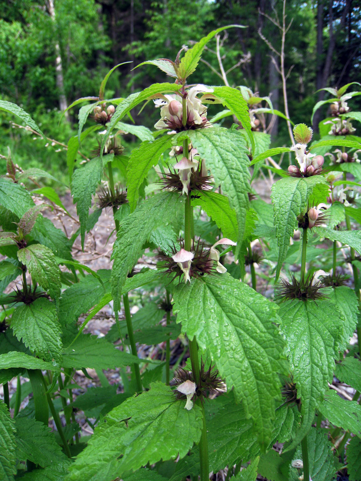 Изображение особи Lamium barbatum.