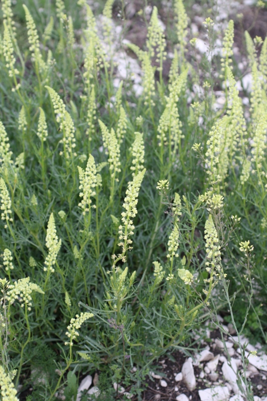 Изображение особи Reseda lutea.