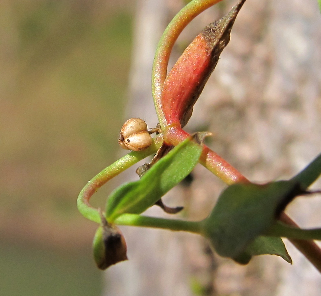 Изображение особи Euphorbia peplus.