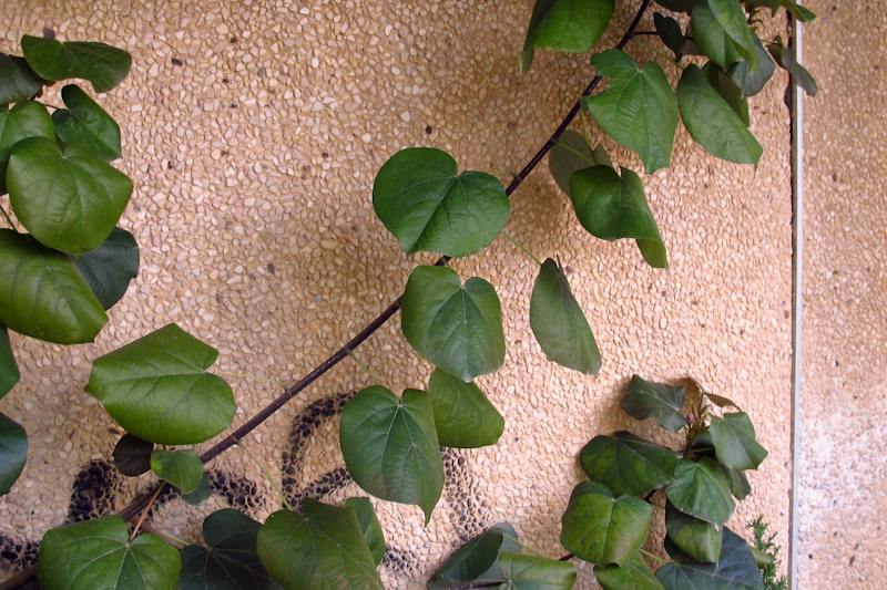 Image of Hibiscus tiliaceus specimen.