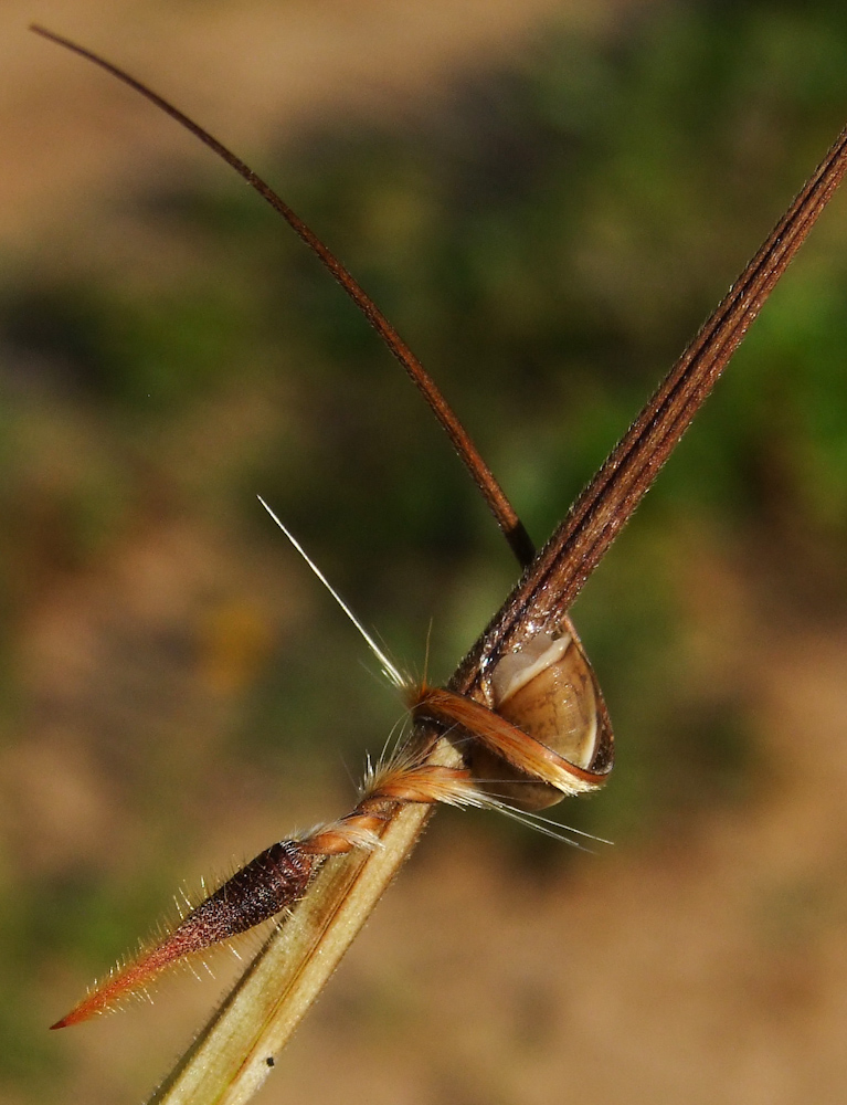 Image of Erodium gruinum specimen.