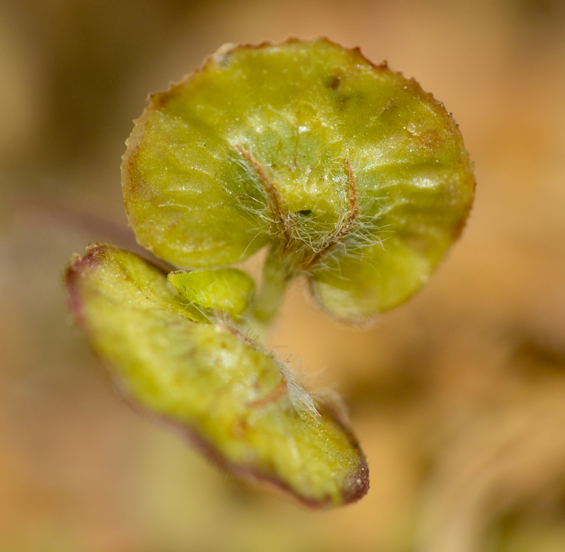 Изображение особи Hymenocarpos circinnatus.