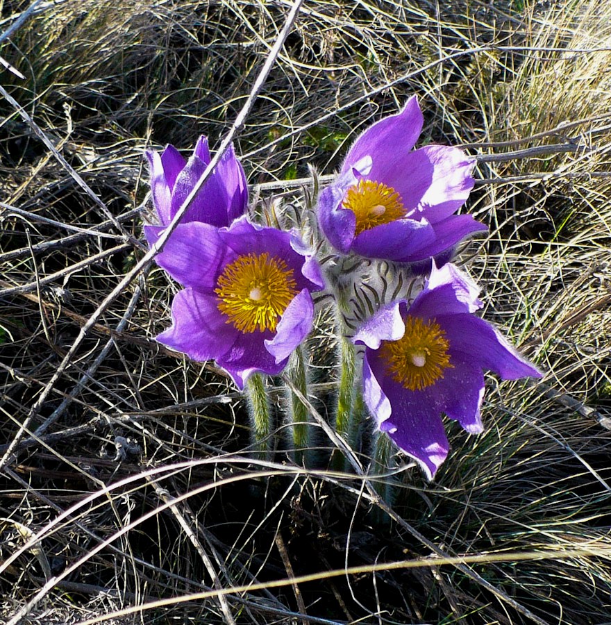 Image of Pulsatilla patens specimen.