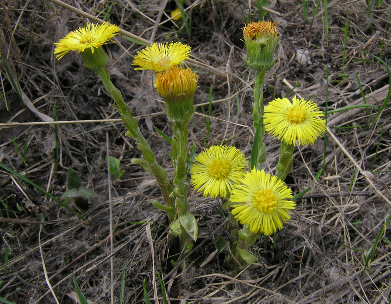 Image of Tussilago farfara specimen.