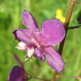 Verbascum phoeniceum