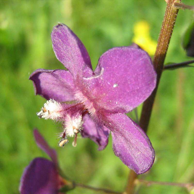 Изображение особи Verbascum phoeniceum.