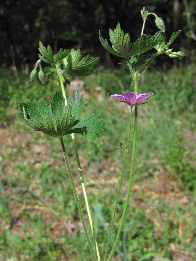 Изображение особи Geranium asphodeloides.