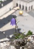 Campanula cochleariifolia