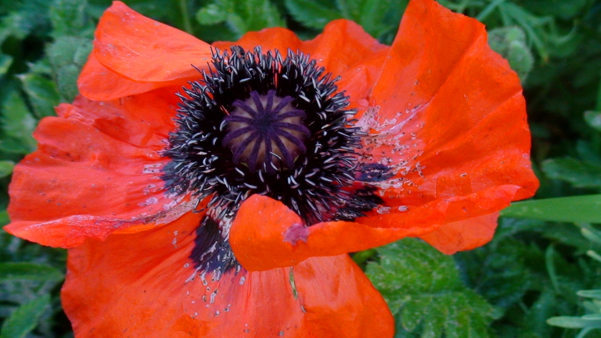 Изображение особи Papaver setiferum.