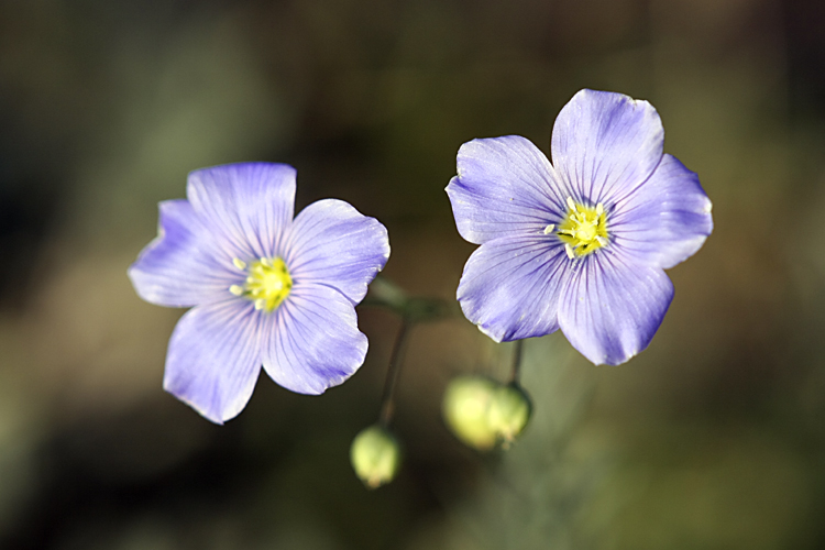 Image of Linum macrorhizum specimen.