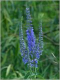 Veronica longifolia. Верхушка цветущего растения. Чувашия, окр. г. Шумерля, пойма р. Сура, оз. Щучья Лужа. 2 июля 2012 г.