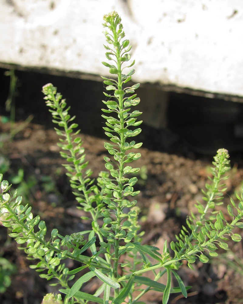 Изображение особи Lepidium densiflorum.