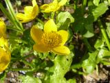 Caltha palustris