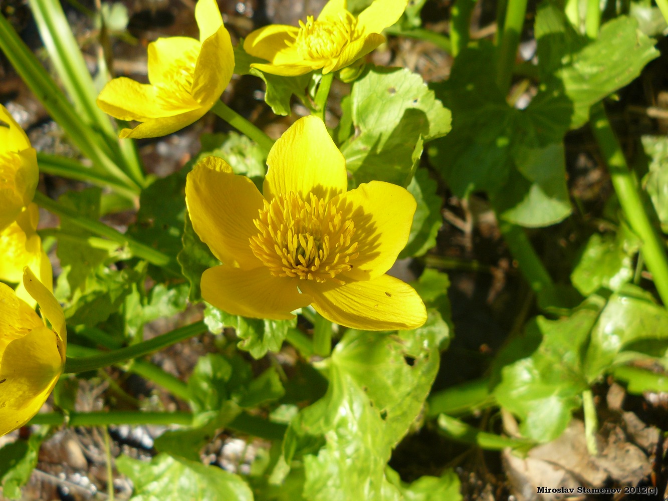 Image of Caltha palustris specimen.