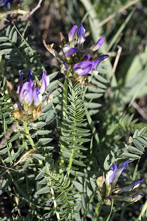 Изображение особи Astragalus masenderanus.