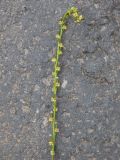 Triglochin palustris. Верхушка соцветия. Кабардино-Балкария, Зольский р-н, долина Джилы-Су. 27.07.2012.