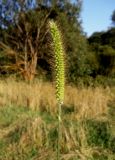 Setaria pumila