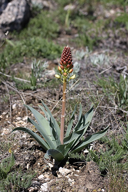 Image of Eremurus lactiflorus specimen.
