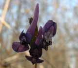 Corydalis solida