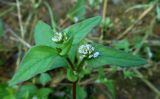 Cephalophilon nepalense. Верхушка цветущего побега. Приморский край, г. Находка, у дороги. 22.09.2012.