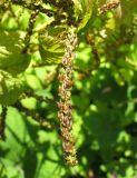 Astilbe chinensis. Соплодие. Австрия, Вена, сквер на Schlickplatz. 10.09.2012.