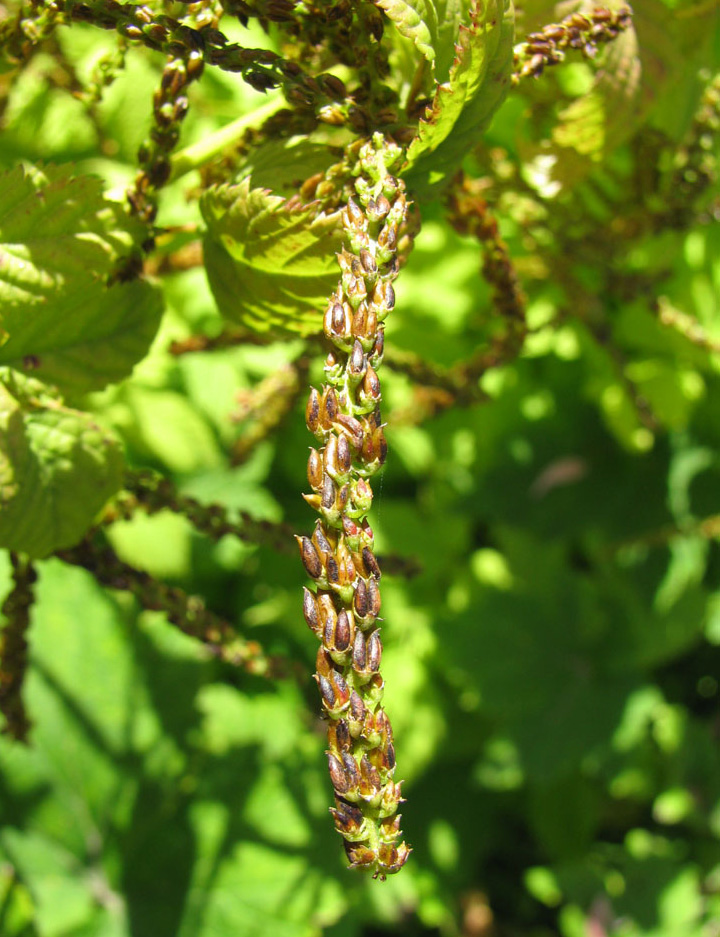 Image of Astilbe chinensis specimen.