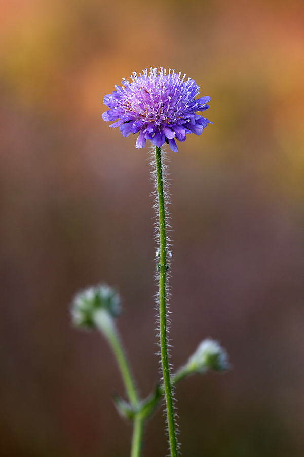 Изображение особи Knautia arvensis.