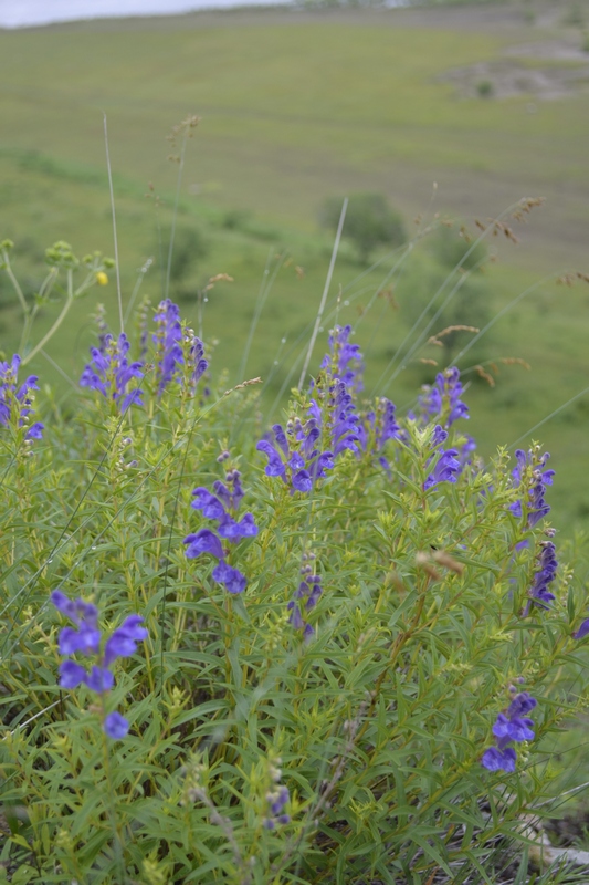 Изображение особи Scutellaria baicalensis.