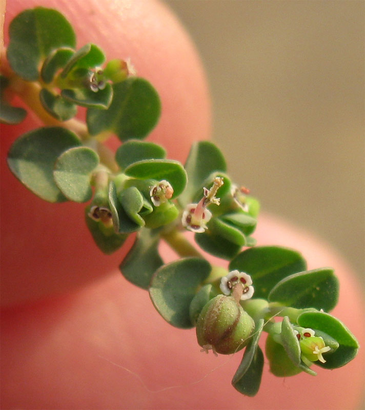 Image of Euphorbia serpens specimen.