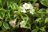 Weigela florida