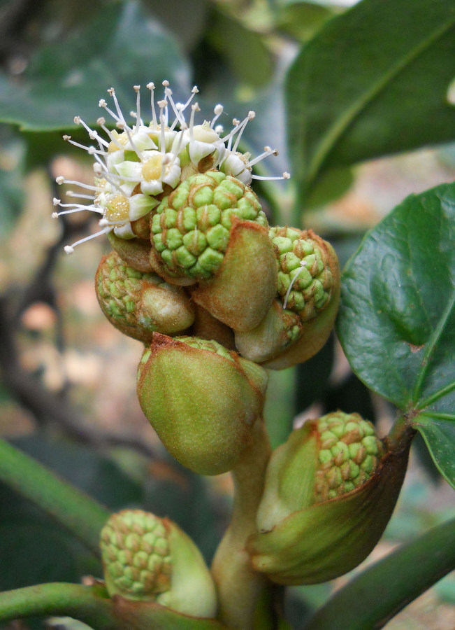 Изображение особи Fatsia japonica.