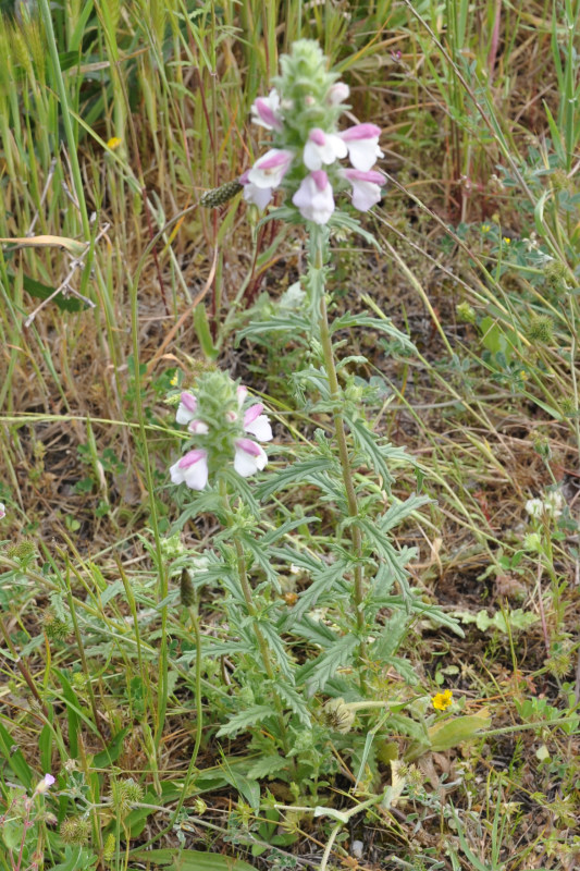 Image of Bellardia trixago specimen.