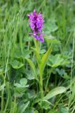 Dactylorhiza euxina. Цветущее растение. Республика Адыгея, плато Лаго-Наки. 23.07.2012.