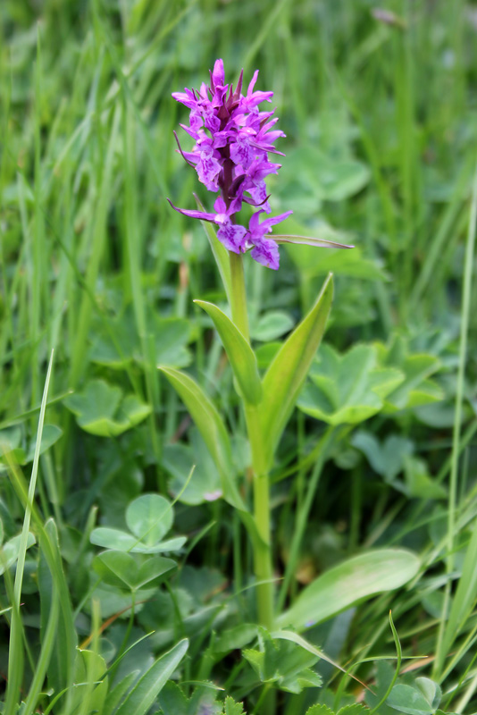 Image of Dactylorhiza euxina specimen.