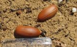 Quercus coccifera. Опавшие жёлуди. Испания, г. Валенсия, резерват Альбуфера (Albufera de Valencia), стабилизировавшаяся дюна, переходная полоса к сосновому лесу. 6 апреля 2012 г.