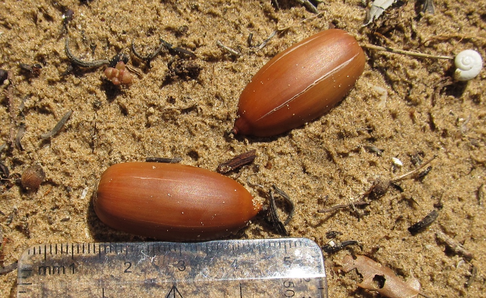 Image of Quercus coccifera specimen.