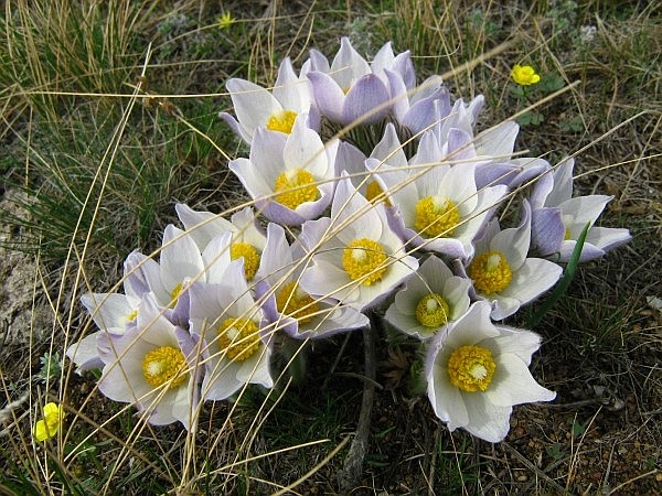 Изображение особи Pulsatilla uralensis.