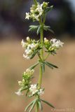 Galium humifusum. Часть побега с соцветиями. Ростовская обл., Неклиновский р-н, Носовское с/п, Камышовая балка. 09.08.2012.