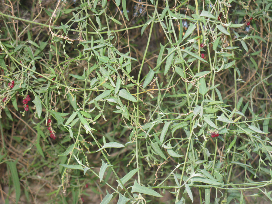 Image of Chenopodium nutans specimen.